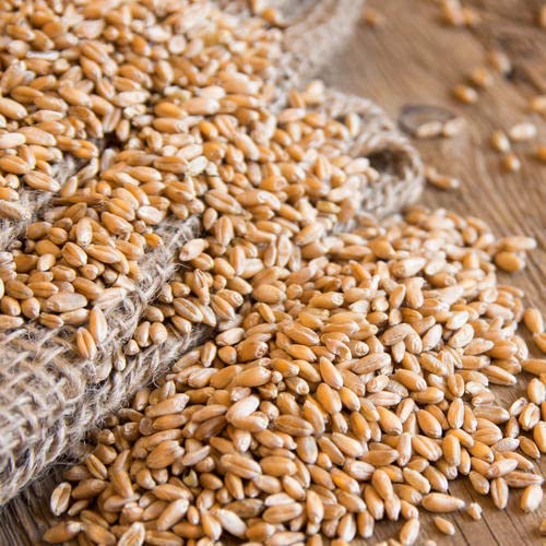 Indian Wheat