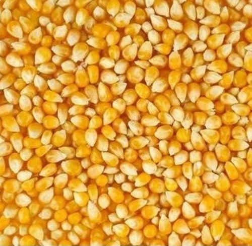 Indian Maize